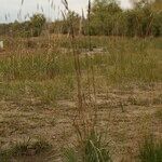 Tripidium ravennae Habit