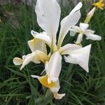Iris orientalis Кветка