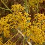 Foeniculum vulgare Квітка