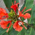 Hedychium greenii Flower