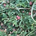 Indigofera tsiangiana Flower