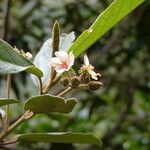 Dombeya ferruginea Flower