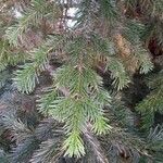 Abies nordmanniana Blad