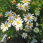 Argyranthemum frutescens Fiore