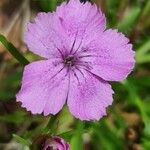 Dianthus glacialis Λουλούδι