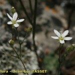 Arenaria hispida Flor