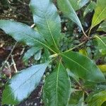 Pittosporum undulatum Leaf