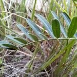 Vicia onobrychioides 葉