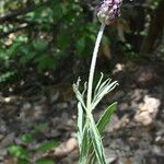 Lavandula pedunculata Blatt