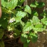 Marsypianthes chamaedrys Hoja