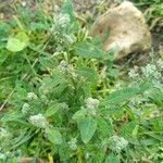 Chenopodium vulvaria Habitus