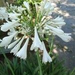 Agapanthus africanus Цветок