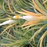 Tillandsia ionantha Flower