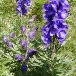 Aconitum napellus Flower