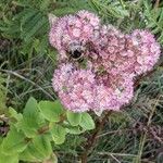 Hylotelephium telephium Fula