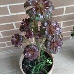 Aeonium arboreumЛист