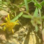 Jasonia tuberosa Flower