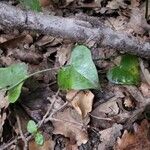 Smilax rotundifolia List