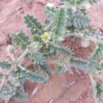 Tribulus pentandrus Blomma