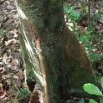 Xylopia pulcherrima Corteza