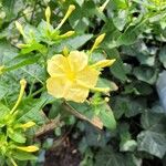 Mirabilis jalapaFlower