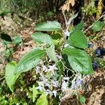 Solanum paniculatum Φύλλο