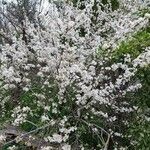 Prunus spinosa Kukka