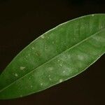 Lecythis persistens Leaf