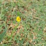 Zornia latifolia Flower