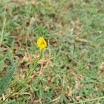 Zornia latifolia Flor