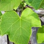 Jatropha curcas Blatt