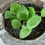 Claytonia perfoliataبرگ