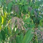 Miconia minutiflora Фрукт