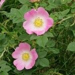 Rosa corymbifera Flor