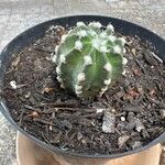 Echinopsis oxygona Fruto