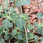 Chenopodium vulvaria Leaf