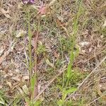 Verbena incompta Habitat