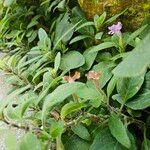 Ruellia humilis Hábito