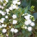 Ageratina lorentzii ফুল