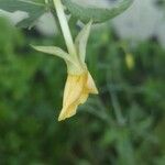 Oenothera parviflora Blomst