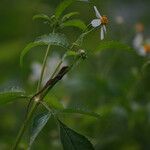 Bidens alba Flor