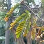 Calliandra surinamensis Feuille