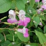 Impatiens balfouri