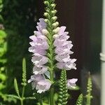 Physostegia virginianaफूल