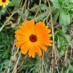 Calendula stellataBlomst