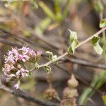 Acourtia microcephala Habitus