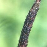 Carex nigra Kukka
