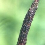 Carex nigra Цвят