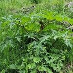 Heracleum mantegazzianum Habit