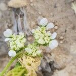 Anisosciadium orientale Fula